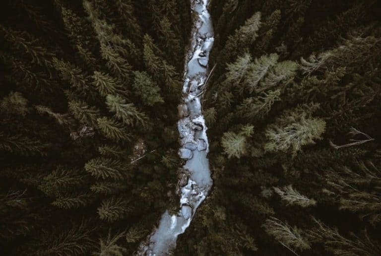 A river flowing through a dense forest of pine trees